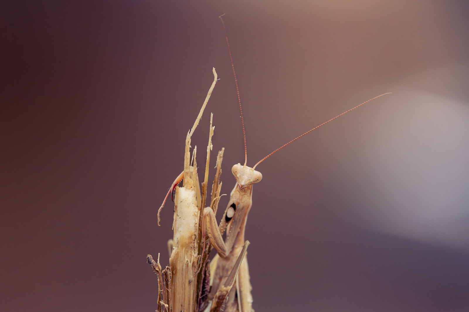 Mantiscore