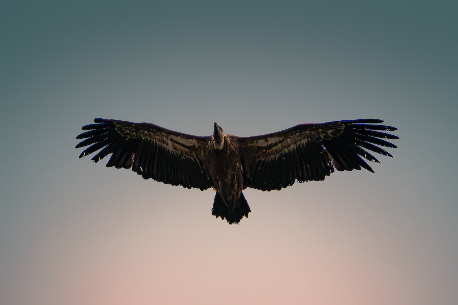 Pyrenean griffin