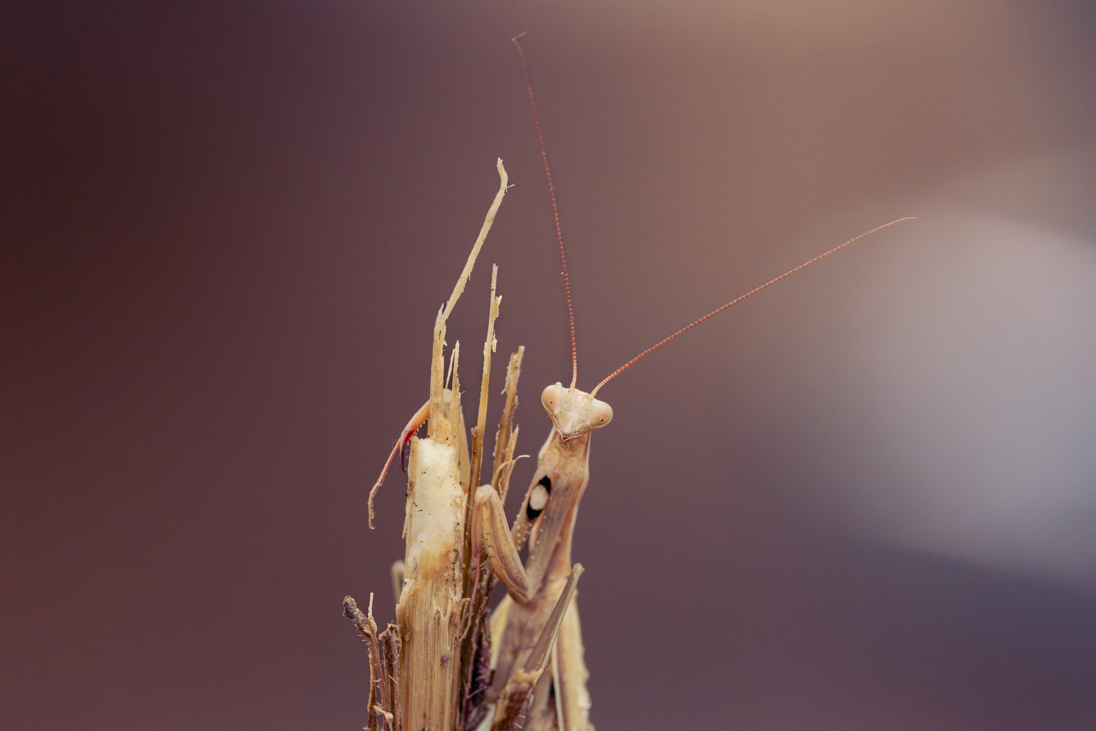 Mantiscore