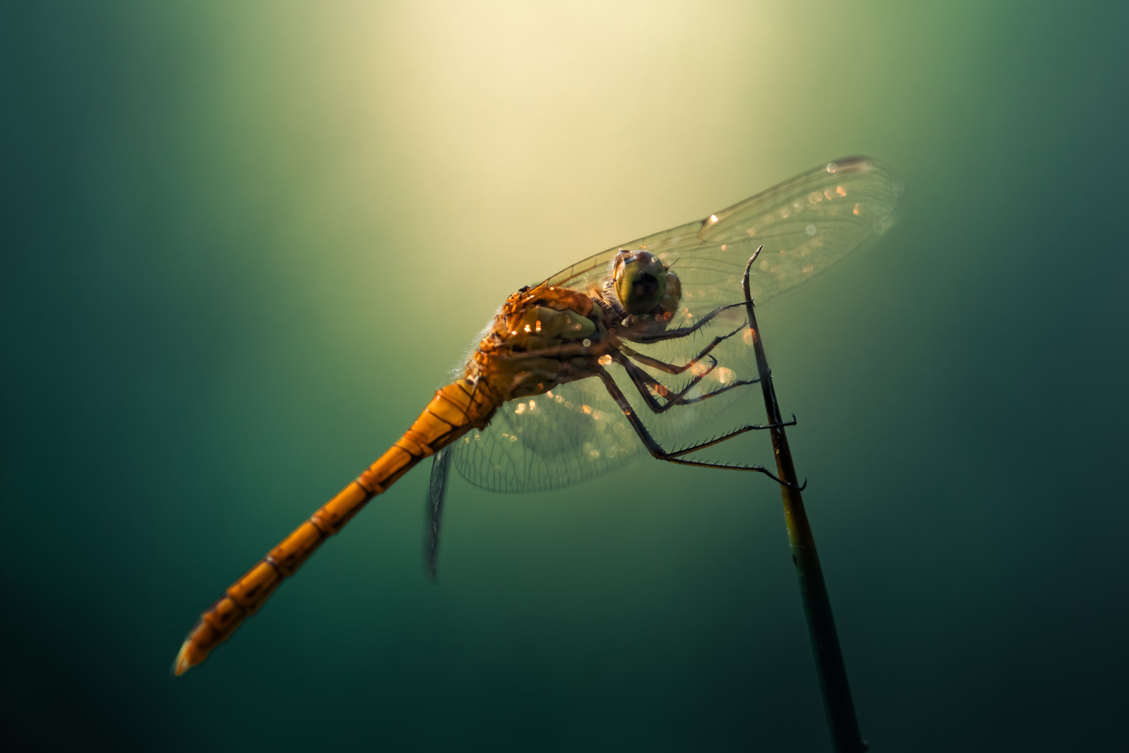 Dragonfly