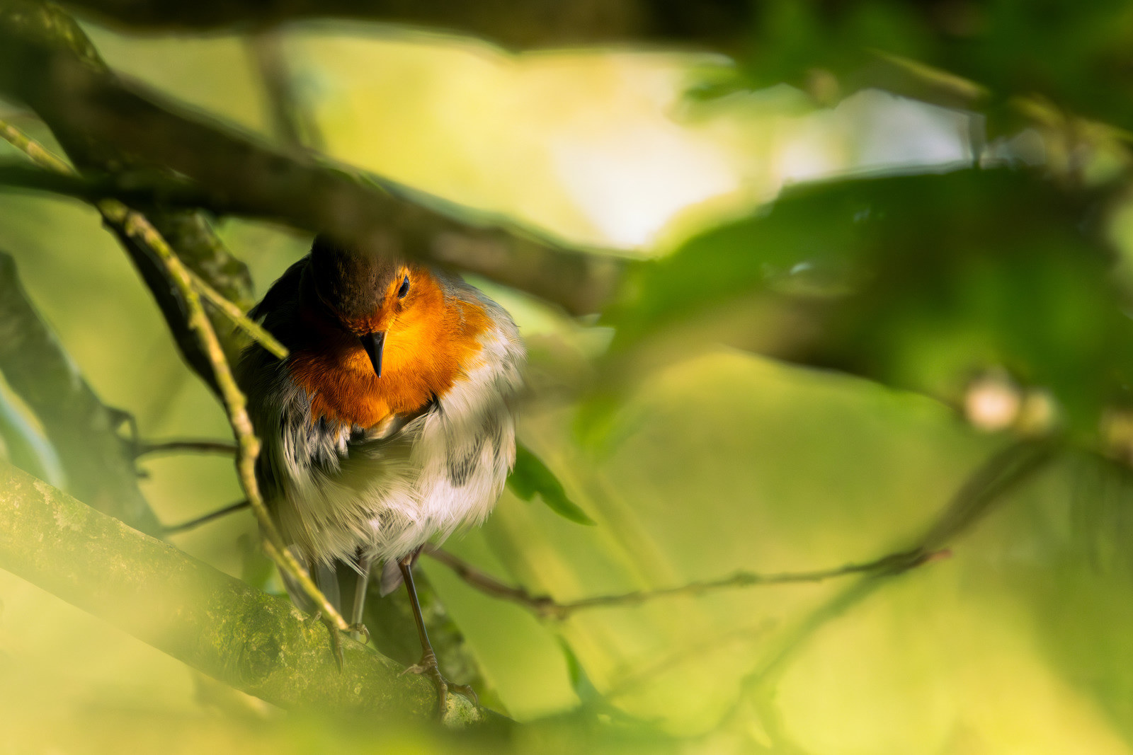 The thinker robin