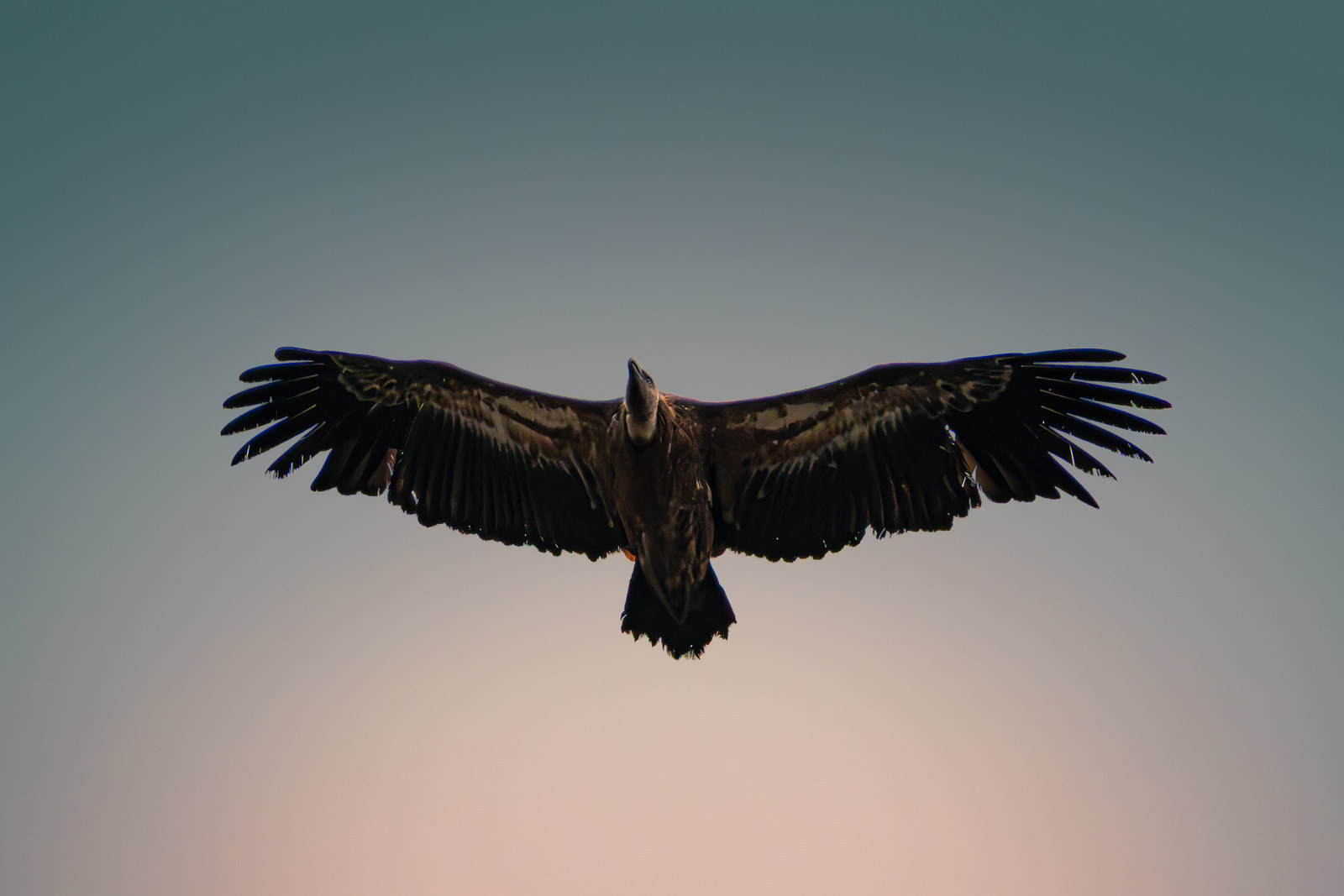 Pyrenean griffin