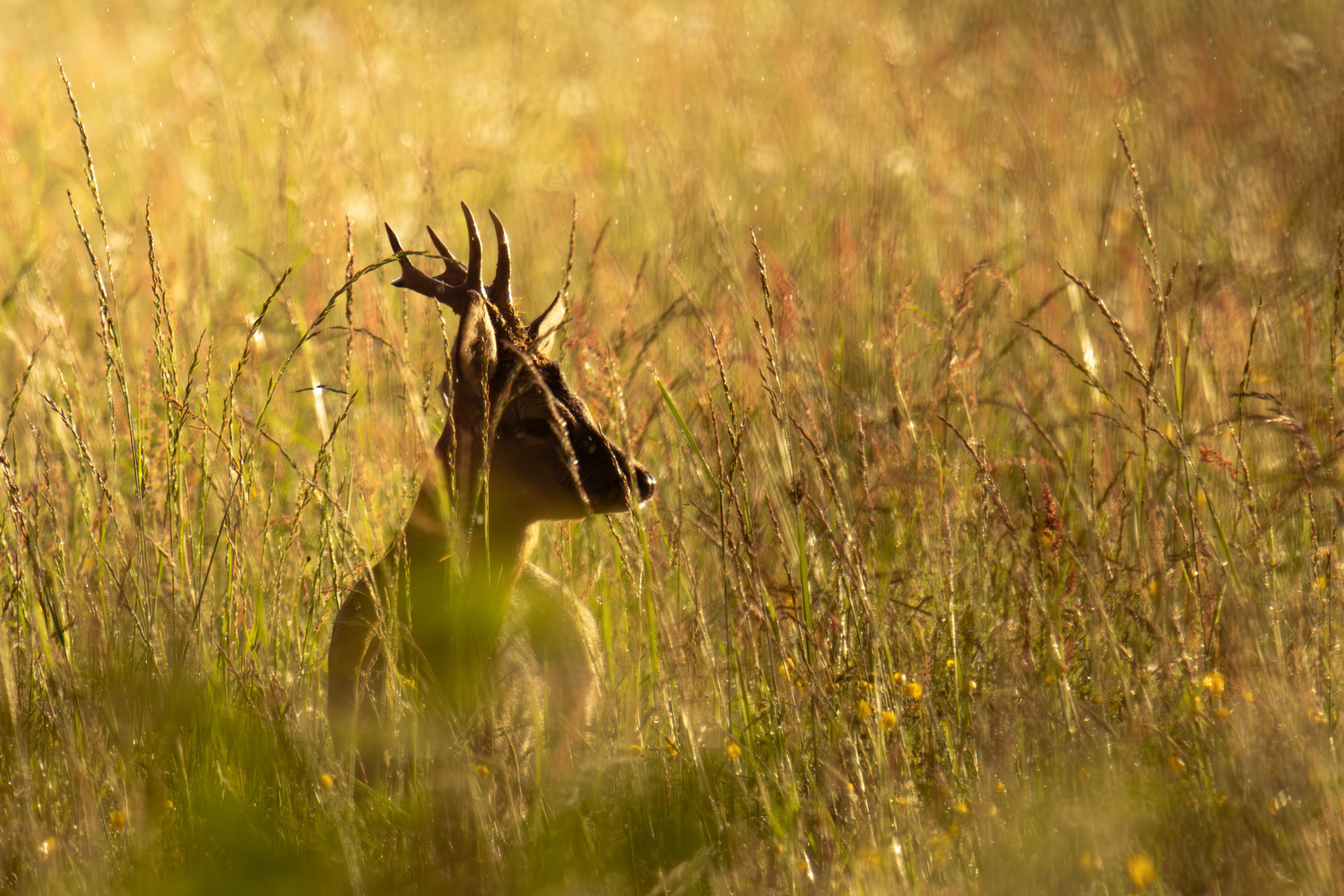 Sunshower Buck