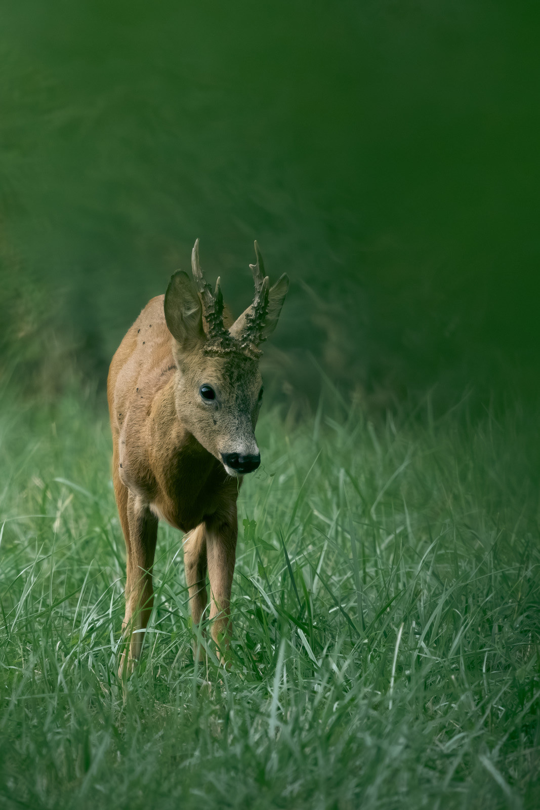 Curious Buck